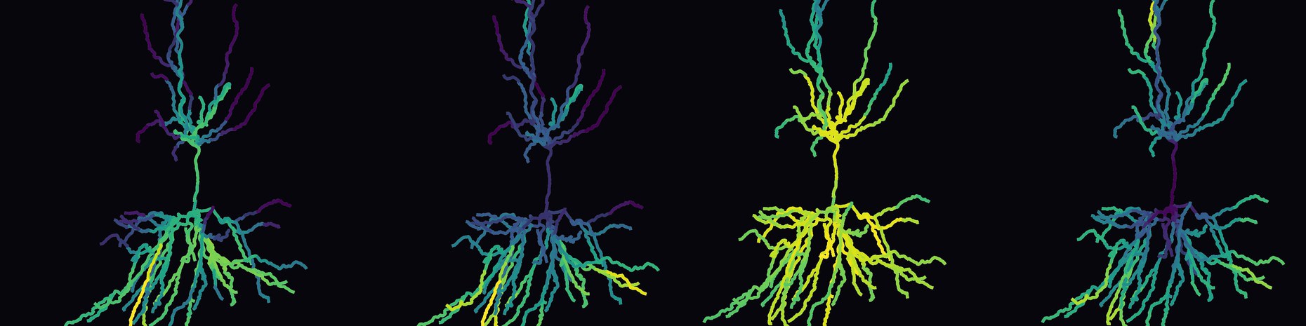 Four copies of a pyramidal neuron's dendritic tree, colored by simulated intracellular calcium and chloride concentration