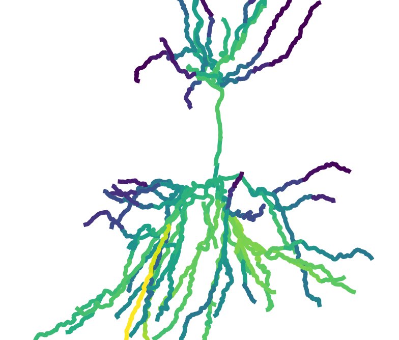 Pyramidal neuron colored by intracellular calcium, highest in the basal dendrites