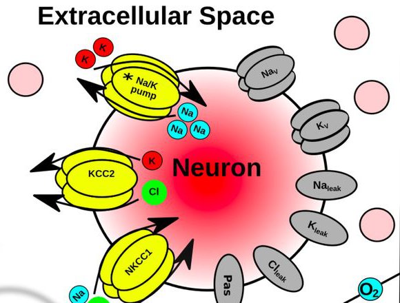 Schematic of a model neuron with pumps, cotransporters and channels in the extracellular space