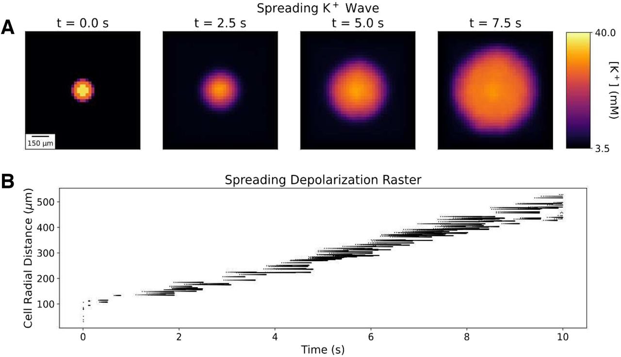 Top: extracellular potassium spreading outward from a central bolus over 7.5 seconds. Bottom: spike raster of neurons ordered by distance from the bolus, showing a wave of depolarization moving outward.