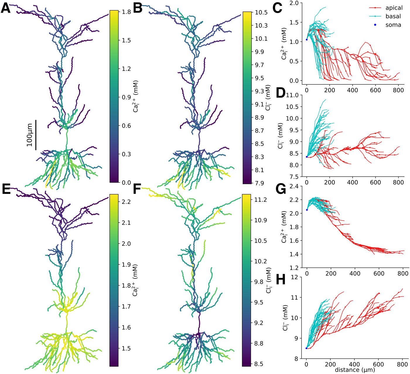Morphology of a pyramidal neuron colored by intracellular calcium and chloride concentration, with plots of concentration against distance from the soma for apical and basal dendrites.